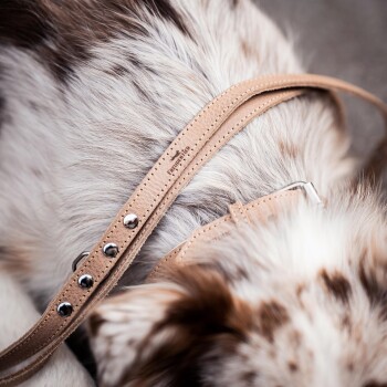 Nahaufnahme eines Hundes mit Merle-Fell, der eine beige Leine im Mund hält, zur Seite schaut, mit einem verschwommenen Hintergrund.