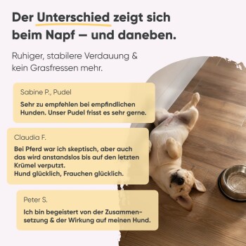 Milo & Mia Haustierfutter-Werbung, die glutenfreie, zuckerfreie und zusatzstofffreie Zutaten hervorhebt, mit Bildern von Fisch, Tomaten und Reis.