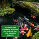 Bunte Koi-Fische, die in einem Teich schwimmen, mit einem grünen Kästchen, das "HOCHWERTIGES FISCHMEHL, SPIRULINA KRILLFLEISCH UND VITALISIERENDE KRÄUTER" liest.