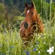 Ein kastanienbraunes Pferd mit einem weißen Stern auf der Stirn steht inmitten von hohem Gras und bunten Wildblumen auf einem üppig grünen Feld.
