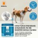 Ein Beagle steht neben Balloony Joint Pro, einem vom Tierarzt formulierten Pulver für die Mobilität von Hunden, mit hochwertigen Zutaten.