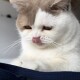 Nahaufnahme einer weiß-beigen Katze, die sich mit herausgestreckter Zunge die Nase leckt, Vorderpfoten ruhen auf dunkelblauem Stoff.