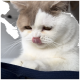 Nahaufnahme einer weiß-beigen Katze, die sich mit herausgestreckter Zunge die Nase leckt, Vorderpfoten ruhen auf dunkelblauem Stoff.
