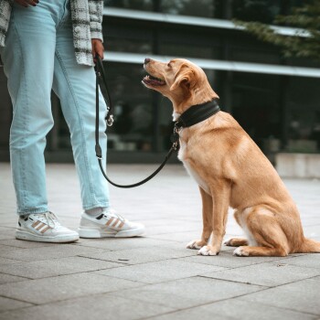 Beiger Hund sitzt auf dem Gehweg, trägt schwarzes Halsband und Leine und schaut zu einer Person in hellen Jeans und Turnschuhen hinauf.