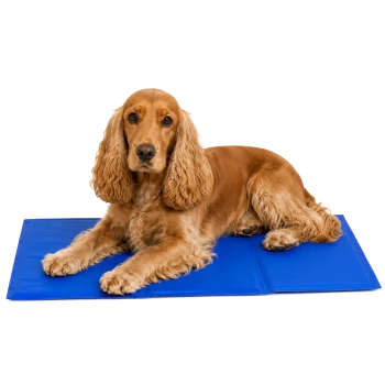 Ein schwarz-weißer Hund, der auf einer blauen Haustiermatte liegt und direkt in die Kamera schaut mit einem ruhigen Ausdruck.