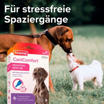 Ein brauner Hund und ein kleiner weißer Hund spielen im Gras, mit einer Beaphar CaniComfort Wohlfühl Spot-On Box in der Nähe, die stressfreies Spazierengehen fördert.