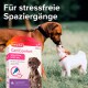 Ein brauner Hund und ein kleiner weißer Hund spielen im Gras, mit einer Beaphar CaniComfort Wohlfühl Spot-On Box in der Nähe, die stressfreies Spazierengehen fördert.