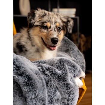 Ein flauschiger Hund ruht auf einer weichen grauen Decke, mit einer gemütlichen gelben Decke im Hintergrund, die eine warme Atmosphäre schafft.