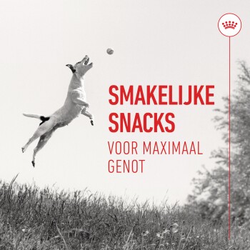 Een springende hond die naar een bal reikt in een grasveld, met de tekst "SMAKELIJKE SNACKS VOOR MAXIMAAL GENOT" prominent weergegeven.