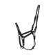 Trainingshalfter Taomero VB/ COB (Vollblut)