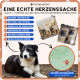 Ein schwarz-weißer Hund sitzt vor einem bunten Haustieradoptionsplakat, das die Rettung und das Finden von Zuhause für rumänische Hunde hervorhebt.
