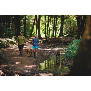 Ein Mann und eine Frau gehen mit zwei Hunden einen Waldweg entlang, umgeben von üppigem Grün und einem kleinen Bach.