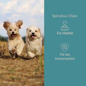 Zwei Hunde, die durch ein Feld rennen, mit Text auf der rechten Seite, der Spirulina Chips für Vitalität und Unterstützung des Immunsystems bewirbt.