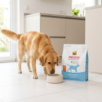 Golden Retriever schnüffelt an einer Futterschüssel neben einem Sack mit den Aufschriften 'Medica Veterinary Diet' und 'Select Gold' in einer Küche. – KI-generiert