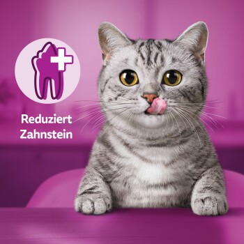 Whiskas oral care new arrivals