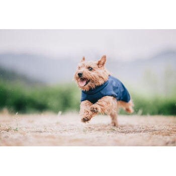 Ein glücklicher, flauschiger Hund in einer blauen Jacke läuft fröhlich über ein grasbewachsenes Feld, mit verschwommenen Bergen im Hintergrund.