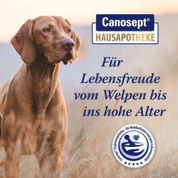 Brauner Hund im hohen Gras neben dem Logo 'Canosept Hausapotheke' und dem Text 'Für Lebensfreude vom Welpen bis ins hohe Alter'.