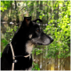 Ein schwarz-brauner Hund mit einer Leine steht in einem üppigen grünen Wald und schaut nachdenklich zur Seite.