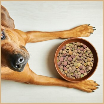 Hundefuttermischung mit braunem Hund, beschriftet mit „MIX SUPER“, hebt ausgewogene Ernährung, Vitamine, Geschmack, Qualität und tägliche Fütterung auf Deutsch hervor.