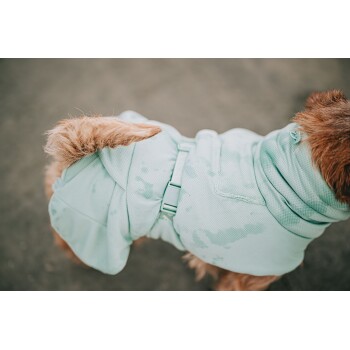 Ein kleiner Hund trägt eine hellblaue, wasserabweisende Jacke mit Kapuze, zeigt seinen flauschigen Schwanz und einen Teil seines Fells.