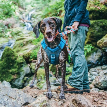 Ein brauner und weißer Hund, der ein blaues Geschirr trägt, steht auf felsigem Gelände in der Nähe eines Wasserfalls, während eine Person eine bunte Leine hält.