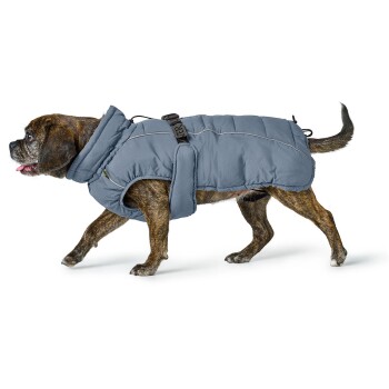 Ein gestromter Hund trägt eine graue Daunenjacke mit hohem Kragen und verstellbaren Riemen, der vor einem weißen Hintergrund läuft.