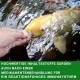 Eine Person hält einen gelben Fisch im Wasser, mit Textüberlagerung über hochwertige Zutaten, die die Immunreaktion nach der Medikation unterstützen.
