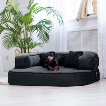 Ein schwarzer Hund, der auf einem plüschigen, dunkelgrauen Hundebett in einem hellen, modernen Raum mit einer großen grünen Pflanze im Hintergrund ruht.