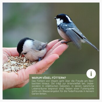 Eine Hand hält Vogelfutter, auf der zwei kleine Vögel sitzen. Der Text lautet "WARUM VÖGEL FÜTTERN?" und erklärt die Bedeutung der Fütterung von Vögeln.