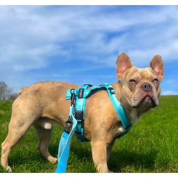 Hellbraune Französische Bulldogge mit türkisfarbenem Geschirr und Leine auf Gras unter blauem Himmel; schwarzer Anhänger am Geschirr mit der Aufschrift 'STUCH'.
