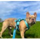 Hellbraune Französische Bulldogge mit türkisfarbenem Geschirr und Leine auf Gras unter blauem Himmel; schwarzer Anhänger am Geschirr mit der Aufschrift 'STUCH'.