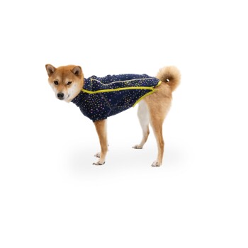 Ein Shiba Inu Hund trägt eine marineblaue Fleecejacke mit bunten Punkten und gelben Reißverschlüssen, stehend vor einem weißen Hintergrund.