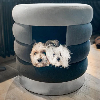 Zwei kleine Hunde, einer mit einem braunen Fell und der andere mit weißem Fell, schauen aus einem stilvollen, runden Hundebett mit einem gemütlichen Eingang heraus.