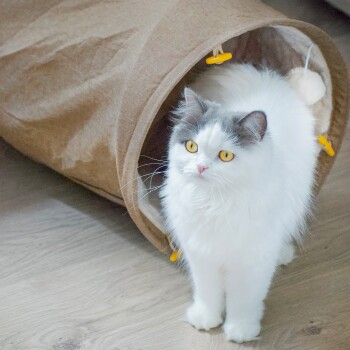 Eine flauschige weiße Katze mit grauen Markierungen steht neben einem braunen Stofftunnel und schaut neugierig in die Kamera.