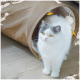 Eine flauschige weiße Katze mit grauen Markierungen steht neben einem braunen Stofftunnel und schaut neugierig in die Kamera.