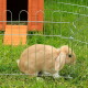 Hellbrauner Widderohrkaninchen in einem Metallgittergehege auf Gras mit einem Holzkäfig im Hintergrund.