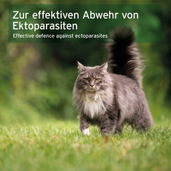 Eine flauschige graue Katze mit gelben Augen läuft auf grünem Gras, mit Text über effektiven Schutz gegen Ektoparasiten.