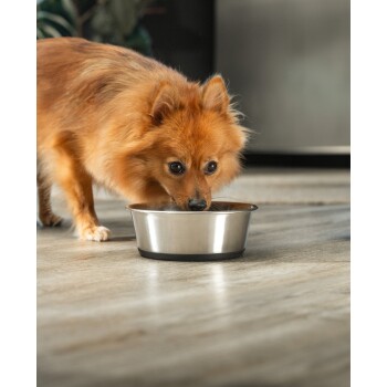 Ein flauschiger orangefarbener Hund frisst aus einer Edelstahlschüssel auf einem Holzboden, mit einem verschwommenen Hintergrund.