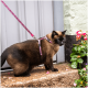 Siamesische Katze mit rosa Leopardenmuster-Geschirr und Leine steht auf einer Steinstufe neben rosa Blumen.