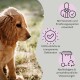 Ein Golden Retriever Welpe im Freien mit Text über von Tierärzten entwickelten Produkten, ehrlicher Kennzeichnung und umweltfreundlicher Verpackung.