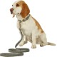 Ein sitzender Beagle-Hund mit einem tan- und weißen Fell, der ein graues Geschirr und eine Leine trägt, vor einem schwarzen Hintergrund.