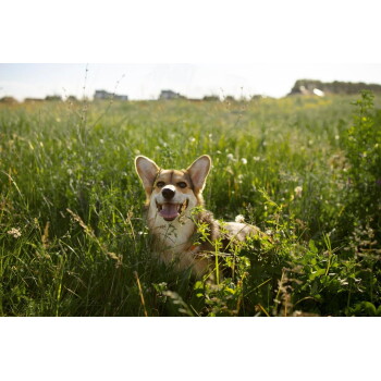 Fröhlicher Pembroke-Welsh-Corgi liegt im hohen grünen Gras eines sonnigen Feldes, Maul offen und Zunge draußen.