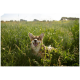 Fröhlicher Pembroke-Welsh-Corgi liegt im hohen grünen Gras eines sonnigen Feldes, Maul offen und Zunge draußen.