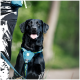 Ein glücklicher schwarzer Labrador Retriever mit einem blauen und grünen Geschirr sitzt neben einer Person in schwarzen Hosen, im Freien mit Grün im Hintergrund.