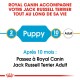 Jack Russel Terrier Puppy 1,5 kg