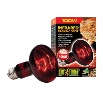 Lampe spot infrarouge Exo Terra Heat GL 100 W Ampoule de chauffage infrarouge rouge avec une puissance de 100W, étiquetée "Max Heat," accompagnée de son emballage présentant un dragon barbu et des détails sur le produit.
