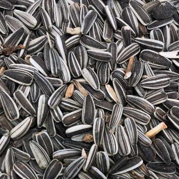Nahaufnahme von gestreiften schwarz-weißen Sonnenblumenkernen, einige mit aufgebrochenen Schalen, für Vogelfutter.
