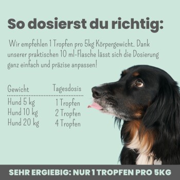 Eine Nahaufnahme des Gesichts eines Hundes mit herausgestreckter Zunge, neben Dosierungsanweisungen für ein Haustierpräparat, das besagt "1 Tropfen pro 5 kg Körpergewicht."