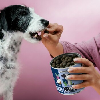 Ein neugieriger schwarz-weißer Hund schnüffelt an einem umgekippten Behälter mit runden, dunklen Haustiersnacks auf einem rosa Hintergrund. Der Behälter ist mit "Z-SNACK" beschriftet.