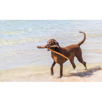 Schokoladenfarbener Labrador Retriever trägt einen großen Stock im Maul, läuft durch flaches Meerwasser.